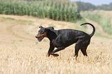 DOBERMANN 972